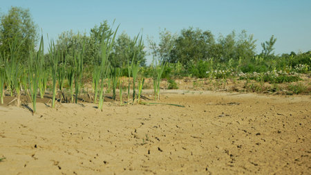Cracked drought pond lake wetland, swamp very drying up the soil crust earth climate change,...