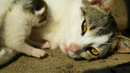 Tabby cat with a small blind newborn kitten in the yard in the village. Female mother. Village cute...