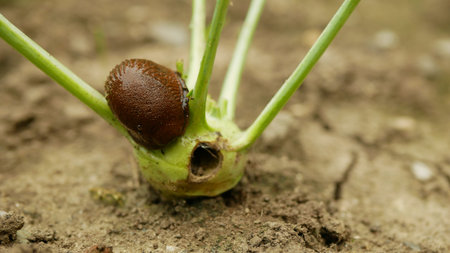 Slug Arion vulgaris snail spanish parasitizes kohlrabi cabbage turnip gongylodes moves garden field,...