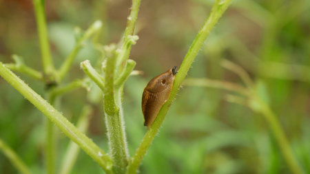 Sunflower common leaves spanish slug pest Arion vulgaris snail parasitizes on Helianthus annuus leaf...