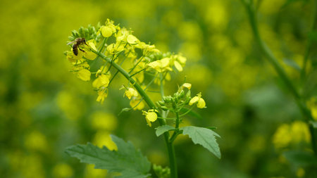 Flowering white mustard Sinapis alba detail close-up field, bee pollination pollinates collect...