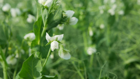 Peas detail blossom flower white bio organic farm farming cover crop Pisum sativum, green...