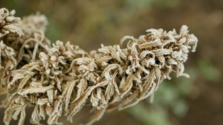 Cannabis hemp winter snow frost harvested dried medicinal crate seeds quality for the production...