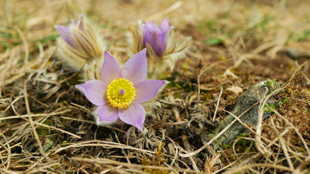 Wild Pulsatilla grandis greater pasque flower blooming bloom detail violet, close-up blooming big purple blossom on early spring flowering flourishing, pistil sticks plant, meadow steep, steppe floridの写真素材