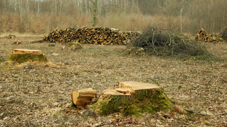 Logging cut industry pile timber of felled wood branches cutting deforestation, stump newly new...