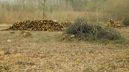Cutting deforestation, logging cut industry pile timber of felled wood branches, stump newly new...