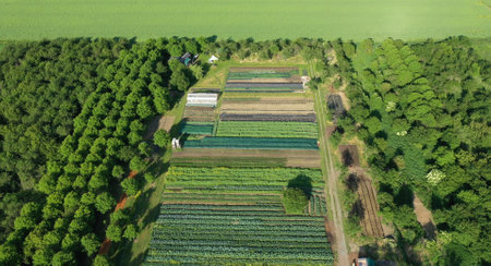 Plantation fruit tree apple bio farmer field farming vegetable agricultural farm garden orchard dron aerial video shot leaf curly cabbage kale plant organic plantation harvest vegetables, greenhouseの写真素材