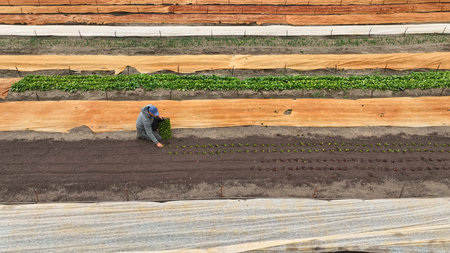 OLOMOUC, CZECH REPUBLIC, APRIL 17, 2022: Planting beetroot red Beta vulgaris seedling bio farmer...