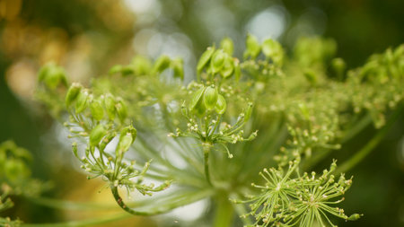 Giant hogweed achenes detail Heracleum mantegazzianum bloom flower blossom cartwheel-flower, western honey bee flying insects blooming saw invasive Caucasus Eurasia cow parsley hogsbaneの写真素材