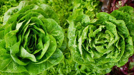 Lettuce green Romaine cos food leaf leaves harvest crate box harvesting fresh market supermarket...