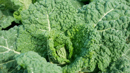 Kale bio leaf cabbage green Brassica oleracea farmer farming greenhouse folio and agricultural farm...