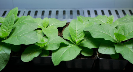 Science tobacco Nicotiana tabacum leaves leaf biotechnology phytotron laboratory flower gmo, research medical plants experimental for medicinal purposes, genetically modified organismの写真素材