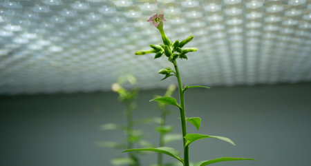Science tobacco bloom blossom Nicotiana tabacum biotechnology phytotron laboratory flower leaves gmo, research medical plants experimental medicinal purposes, led light genetically modified organismの写真素材