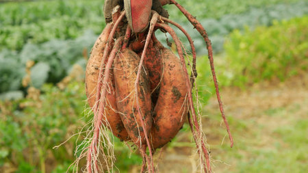 Sweet potato harvest Ipomoea batatas close-up tuberous tubers roots field bio farm plant harvesting plantation sweetpotato detail bunch vegetable cultivars, farming soil organic root hand ripe freshの写真素材