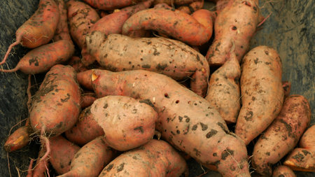 Sweet potato harvest pile Ipomoea batatas close-up tuberous tubers roots field soil spade bio farm harvesting plant plantation sweetpotato detail vegetable, farming organic root ripe fresh Europeの写真素材
