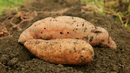 Sweet potato harvest Ipomoea batatas close-up tuberous tubers roots field soil spade bio farm harvesting plant plantation sweetpotato detail vegetable cultivars, farming organic root ripe fresh Europeの写真素材