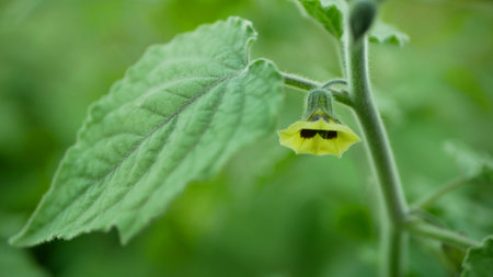 Physalis peruviana Cape gooseberry herb healthy food medical C goldenberry of folk natural flower healing herbal aguaymanto uvilla uchuva, poha Harankash bloom blossom ground cherry tincture leafの写真素材