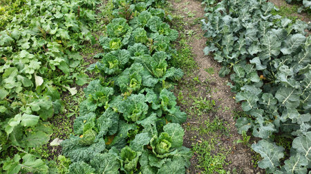 Field Savoy cabbage bio detail leaves leaf heads Brassica oleracea sabauda close-up land root crop vegetable cauliflower farm plantation farming harvest cultivated garden stem head growing Europeの写真素材