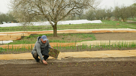 OLOMOUC, CZECH REPUBLIC, APRIL 22, 2022: Planting beet root red Beta vulgaris seedling beetroot bio...