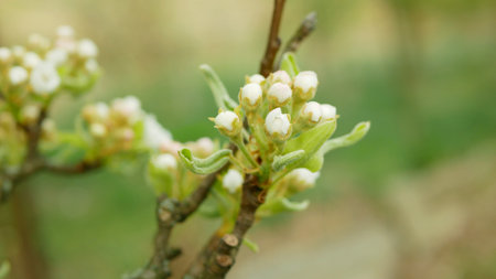 Pear flower blossom fruit tree growing bloom bud red branch orchards garden spring trees Pyrus communis leaves leaf close-up detail or macro buds, blossoming farm flowering Europeの写真素材
