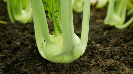 Kohlrabi young harvest field bio turnip white tuber detail ripe greenhouse foil farm farming harvesting root crop German garden organic Brassica oleracea gongylodes fresh vegetableの写真素材