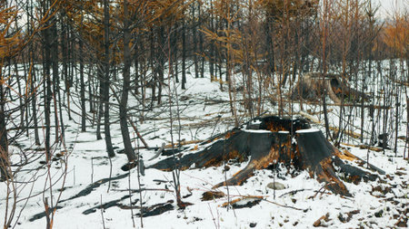 Forest fire drought dry black earth ground stump after extreme weather fluctuations flame snow winter frost wild vegetation stand green natural disaster burnt down trees bark beetle shot pest Ips deadの写真素材