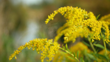 Solidago canadensis Canada goldenrod blossom Canadian yellow detail closeup plant, wild flowers invasive expansive species bloom detail butterfly flying insect, dangerous plants leaf, Czech Europeの写真素材