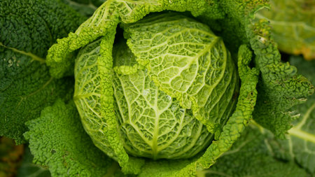 Field Savoy cabbage bio detail leaves leaf heads Brassica oleracea sabauda close-up land root crop vegetable farm plantation farming harvest cultivated garden stem head growing Europeの写真素材