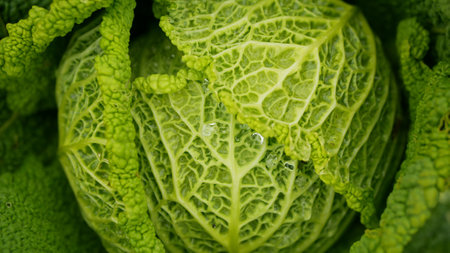 Field Savoy cabbage farm bio detail leaves leaf heads Brassica oleracea sabauda close-up land root crop vegetable plantation farming harvest cultivated garden stem head growing Europeの写真素材
