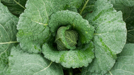Savoy cabbage field bio detail leaves leaf heads Brassica oleracea sabauda close-up land root crop vegetable farm plantation farming harvest cultivated garden stem head growing Europeの写真素材