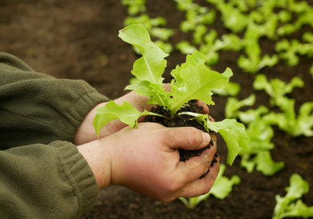 Seedlings lettuce oakleaf hand soil palms close-up wearing bio green Lactuca sativa vegetables gardening young planting oak leaf detail greenhouse field root crop farm farming garden salad growingの写真素材