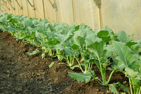 Kohlrabi greenhouse foil young planting detail seedlings tuber bio detail field lettuce spinach root crop turnip German white farm farming garden growing organic Brassica oleracea gongylodes Europeの写真素材