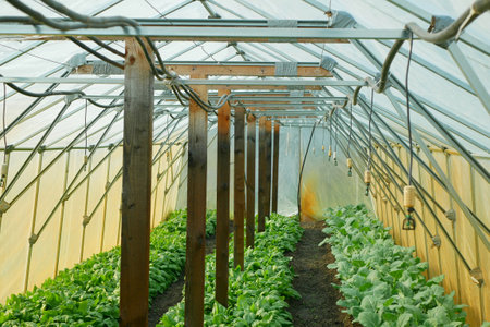 Spinach Spinacia oleracea greenhouse folio harvest rows fresh seedlings growing fresh farm in field plant farming. Young leaves leaf leafy green soil rows, agriculture Czech bio organic closeup Europeの写真素材