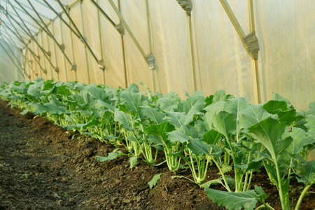 Kohlrabi planting closeup greenhouse foil young seedlings tuber bio detail field lettuce spinach root crop turnip white farm farming garden stem growing organic Brassica oleracea gongylodes Europeの写真素材