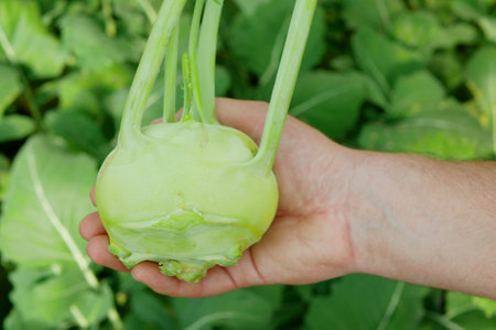 Kohlrabi harvest planting tuber root hand bio vegetable crop turnip German white closeup detail harvesting field crop turnip farm farming garden stem growing organic Brassica oleracea gongylodesの写真素材