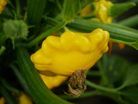 Pattypan squash patty pan Cucurbita pepo patissonian summer garden yellow squash young ripe fruit with yellow flower green bud growth creeping, plant stem, farm farming organic orange Europeの写真素材