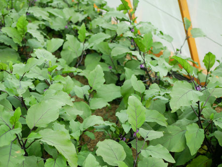 Eggplant ripe harvest Solanum melongena aubergine brinjal bio green vegetable baigan bush black farmer farming greenhouse folio fresh farm garden harvesting long food plant Europeの写真素材