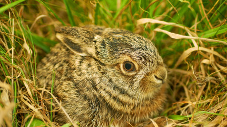 European hare cute darling young Lepus europaeus brown field meadow animal in nature, draw near village, runs fast, cubs beautiful eyes caress, agricultural landscape, hidden sitting crop Europeの写真素材