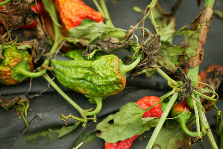 Pepper drought field dry green capsicum annuum soil farm disaster red ripe grow fresh plant...