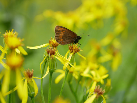 Butterfly Sudeten ringlet Erebia sudetica detail macro, endemic wild mountain ridges Jeseniky Praded...