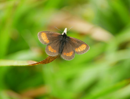 Sudeten ringlet butterfly Erebia sudetica detail macro, endemic wild mountain ridges Jeseniky Praded common species endemism without endangered, family Nymphalidae, population loss due habitatの写真素材