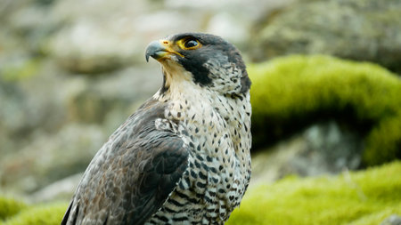 Peregrine falcon bird Falco peregrinus predator, endangered species in the wild nature rocky rocks mountain passerine small. Beautiful feathers beak detail close-up excellent eyesight eyes. Europeの写真素材