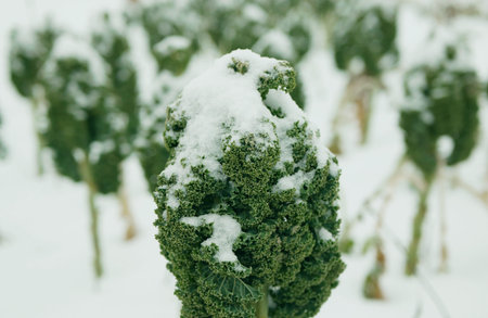 Winter or winterbor Brassica oleracea curly kale farm bio leaf organic cabbage white snow frost...