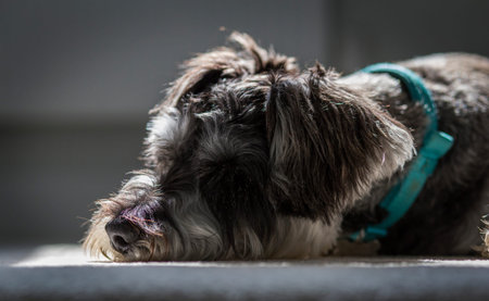 Mini schnauzer asleep on floor in patch of sunlight, looks almost dead