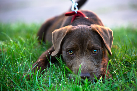 Cute Patterdale Terrier dog puppy lying on grass, big eyes and leadの写真素材