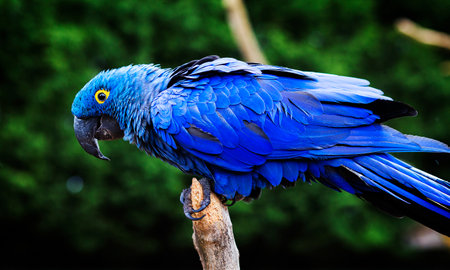 Blue and yellow Hyacinth Macaw (parrot) perched on a tree branchの写真素材
