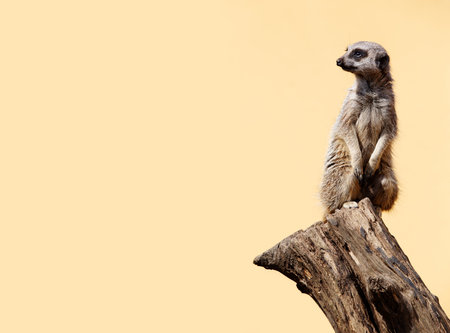 Meerkat on the lookout on a branch, yellow background, space for textの写真素材