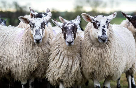 Three ewes sheep that appear to be friendsの写真素材