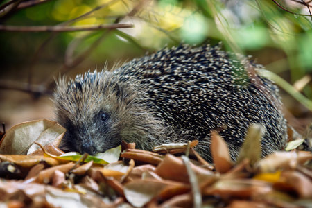 Cute hedgehog hiding or hibernating amongst leaves