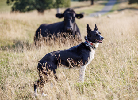 Border collie dog and cow in fieldの写真素材